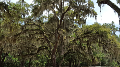 A large tree draped in Spanish moss, surrounded by lush greenery in a natural setting.