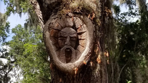 A carved face in the trunk of a tree, surrounded by green foliage and Spanish moss.