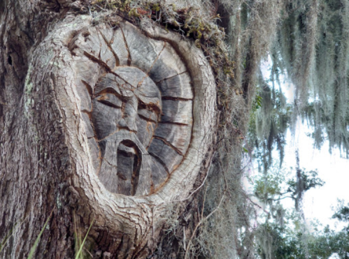 A carved face in a tree trunk, surrounded by hanging moss and greenery.
