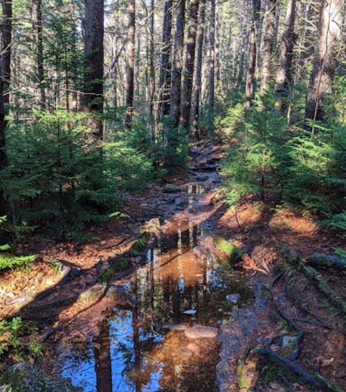A serene forest path with trees, ferns, and a small puddle reflecting the sky.