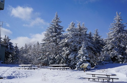 Snow-covered picnic area surrounded by frosted evergreen trees under a clear blue sky.