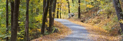 A winding path through a forest with vibrant autumn foliage and fallen leaves on the ground.