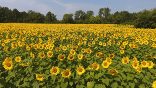 A vibrant field of sunflowers stretches across the landscape under a clear blue sky.