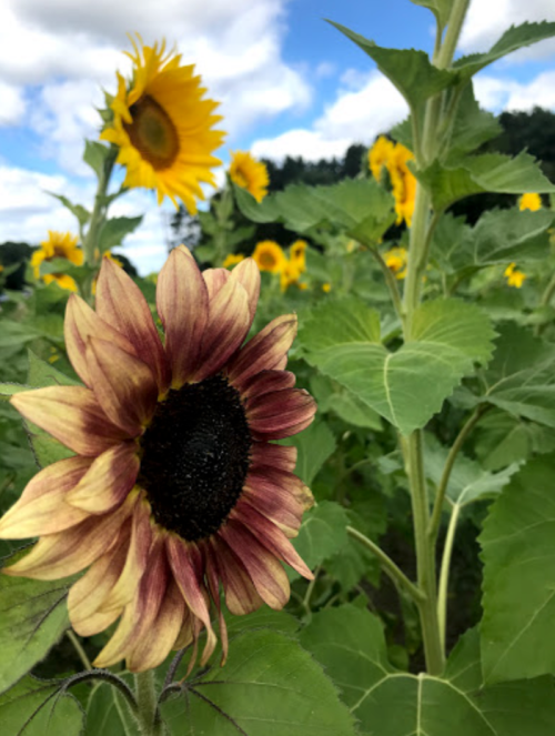 A close-up of a sunflower with a dark center, surrounded by tall sunflowers and green leaves under a blue sky.