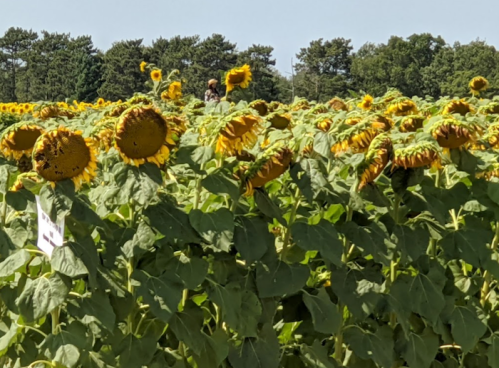A field of sunflowers with drooping heads, under a clear blue sky and surrounded by trees in the background.