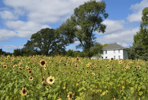 A field of sunflowers in bloom with a white house and trees in the background under a partly cloudy sky.