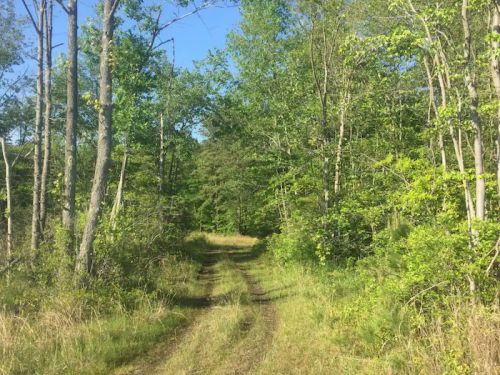 A dirt path winding through a lush green forest under a clear blue sky.