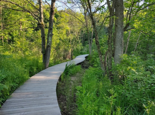 A winding wooden path through a lush green forest, surrounded by trees and tall grass.