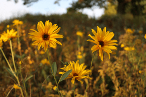 A close-up of vibrant yellow flowers in a field, surrounded by green foliage and soft sunlight.