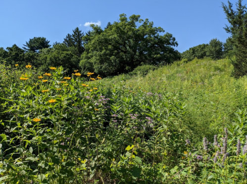 A vibrant landscape featuring wildflowers and lush greenery under a clear blue sky.