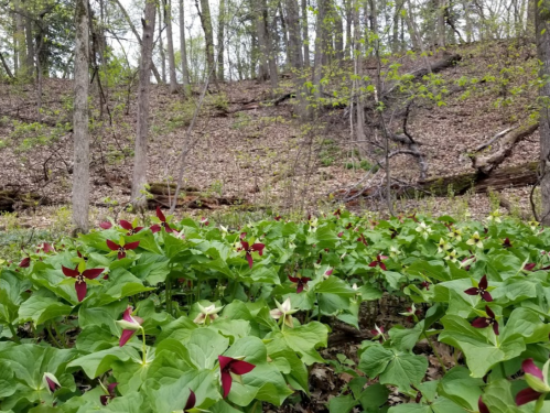 A lush forest scene with vibrant red and white trillium flowers blooming among green leaves and trees in the background.