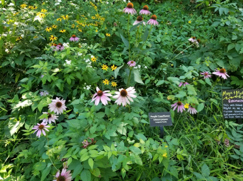 A vibrant garden filled with purple coneflowers and black-eyed Susans, with informational signs among the greenery.