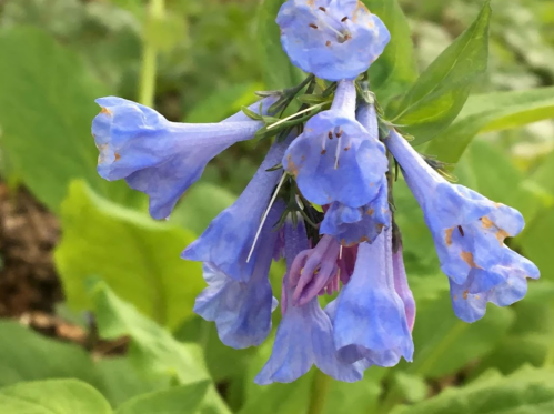 A cluster of delicate blue flowers with bell-shaped petals, surrounded by green leaves in a natural setting.