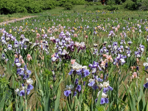 A vibrant field of blooming irises in various colors, surrounded by lush green foliage.