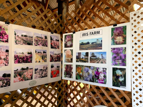 Two display boards featuring colorful images of irises and scenes from an iris farm, set against a wooden lattice background.