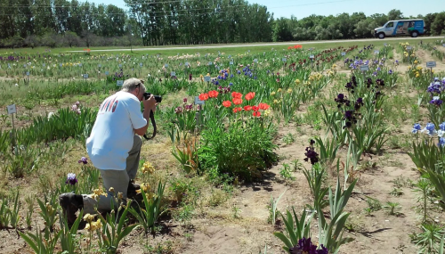 A photographer kneels in a flower field, capturing vibrant blooms with a camera, while a dog sits nearby.