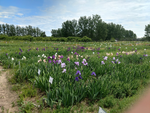 A vibrant field of blooming irises in various colors, surrounded by greenery and under a partly cloudy sky.