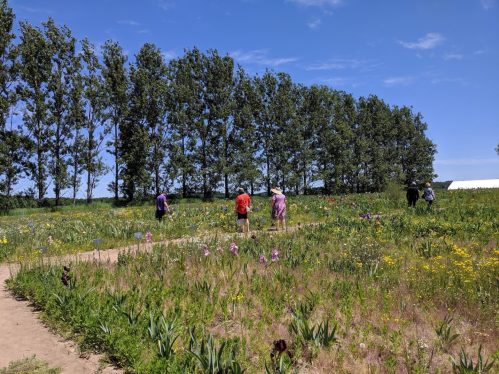 People walking along a path in a vibrant flower field, with tall trees in the background under a clear blue sky.
