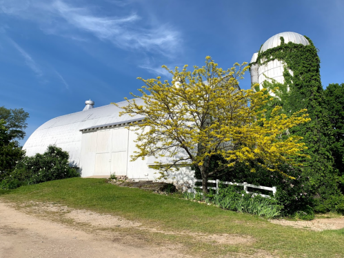 A white barn with a silo, surrounded by greenery and a flowering tree, under a clear blue sky.