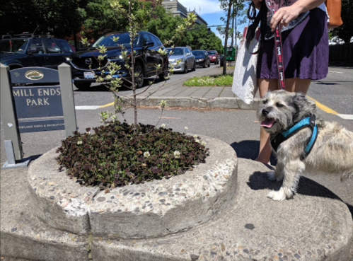 A small dog on a leash stands beside a flower bed in Mill Ends Park, with a person holding the leash nearby.