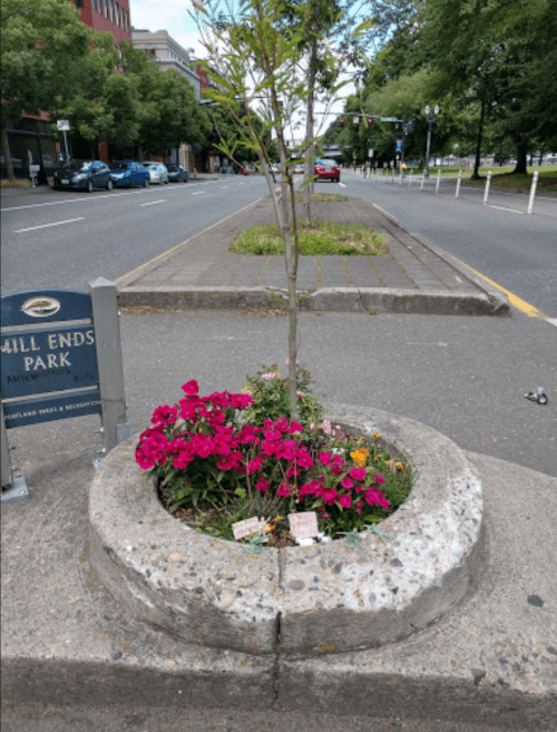 A small tree surrounded by colorful flowers in a concrete planter on a city street near a park sign.