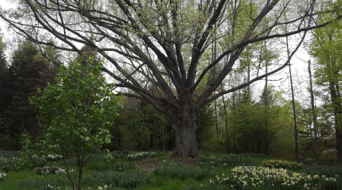 A large tree stands in a lush green field surrounded by blooming flowers and dense foliage.