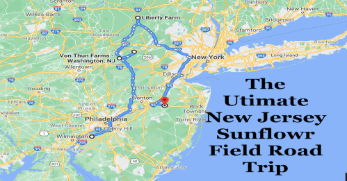 Map showing a road trip route for visiting sunflower fields in New Jersey, highlighting Liberty Farm and nearby locations.