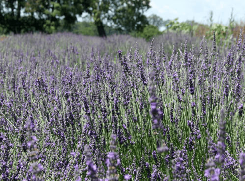 A vibrant field of lavender flowers swaying gently in the breeze under a clear blue sky.