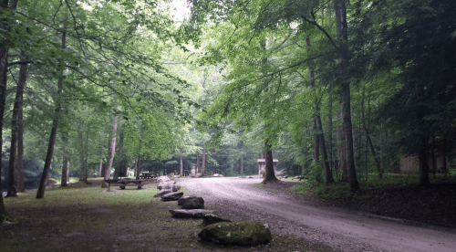 A serene forest scene with a dirt path, surrounded by lush green trees and large rocks, leading to a picnic area.