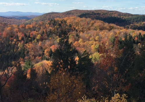 A scenic view of autumn foliage with vibrant orange and yellow leaves covering rolling hills under a clear blue sky.