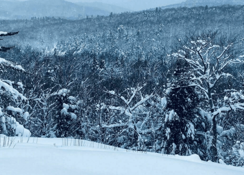 A snowy landscape with trees blanketed in snow, set against a backdrop of distant mountains and a gray sky.