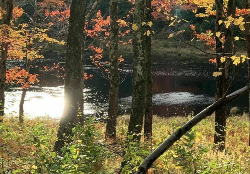 A serene autumn scene with colorful leaves, trees by a calm lake reflecting sunlight.