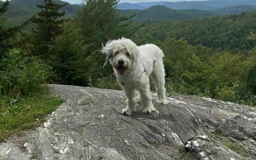 A fluffy white dog stands on a rocky surface with green mountains in the background under a cloudy sky.