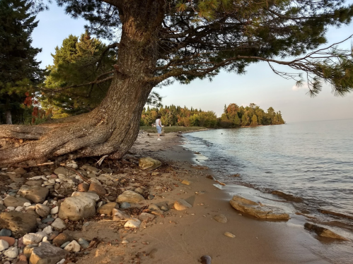 A serene beach scene with a large tree, rocky shore, and a person walking along the water's edge at sunset.