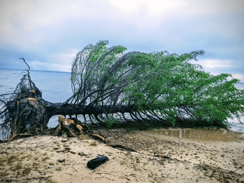 A fallen tree with a bent trunk lies on a sandy shore, partially submerged in calm water under a cloudy sky.