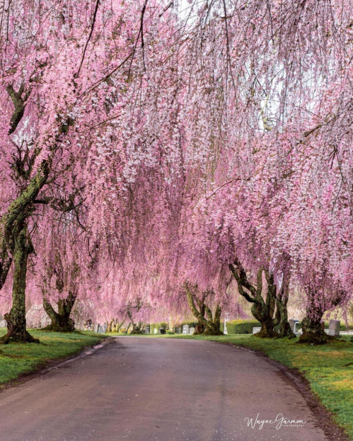 A serene pathway lined with blooming pink cherry blossom trees, creating a picturesque spring scene.