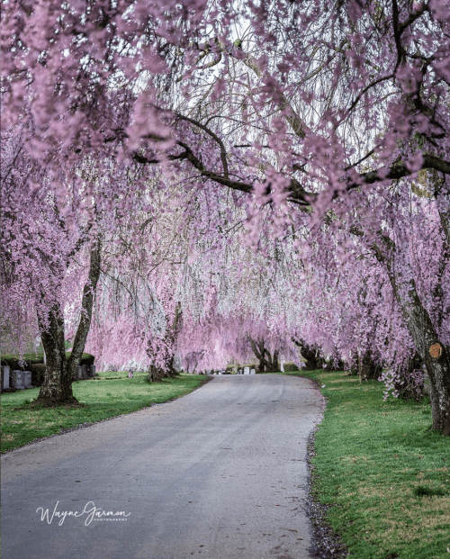 A serene pathway lined with blooming pink cherry blossom trees, creating a picturesque and tranquil scene.