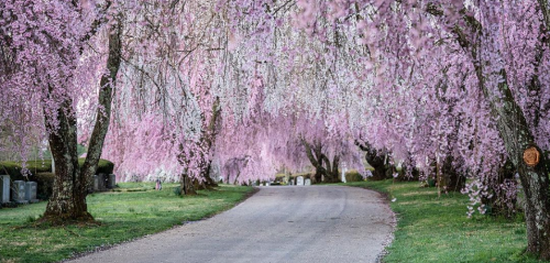 A serene pathway lined with blooming cherry blossom trees, creating a picturesque scene of pink and green.