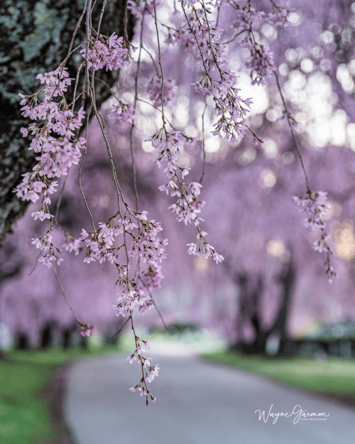 Delicate pink cherry blossoms hang from branches, framing a serene path lined with soft pink blooms in the background.