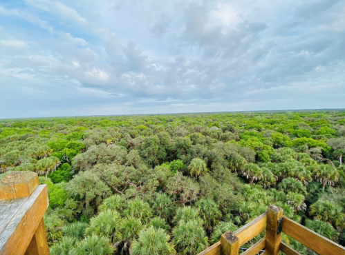 A panoramic view of a lush green forest from a wooden observation deck under a cloudy sky.