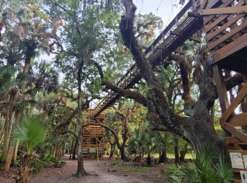 A wooden walkway suspended among trees in a lush forest, surrounded by palm plants and moss-covered branches.