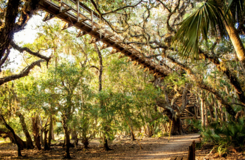A wooden walkway suspended among trees in a lush, green forest, with sunlight filtering through the leaves.