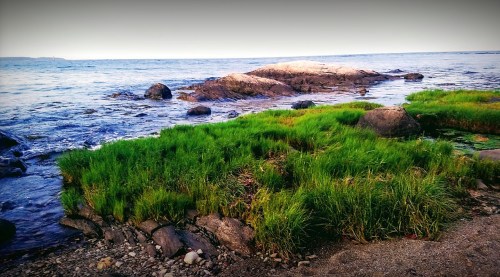 A rocky shoreline with lush green grass and calm blue water under a clear sky.