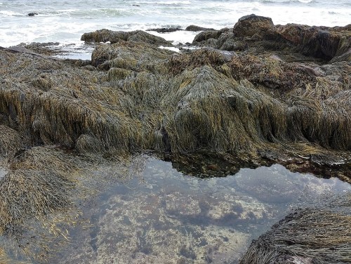 Rocky shoreline covered in seaweed, with a small tide pool reflecting the sky and surrounding rocks.