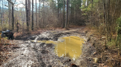 A muddy forest path with a large puddle, surrounded by trees and fallen leaves.