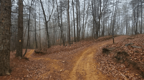 A foggy forest path splits into two trails, surrounded by bare trees and fallen leaves on the ground.