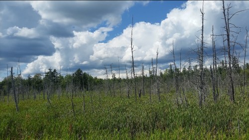 A wetland landscape with tall, dead trees and lush green grass under a cloudy blue sky.