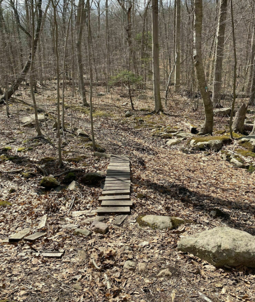 A wooden bridge spans a rocky path in a leaf-covered forest with bare trees in early spring.