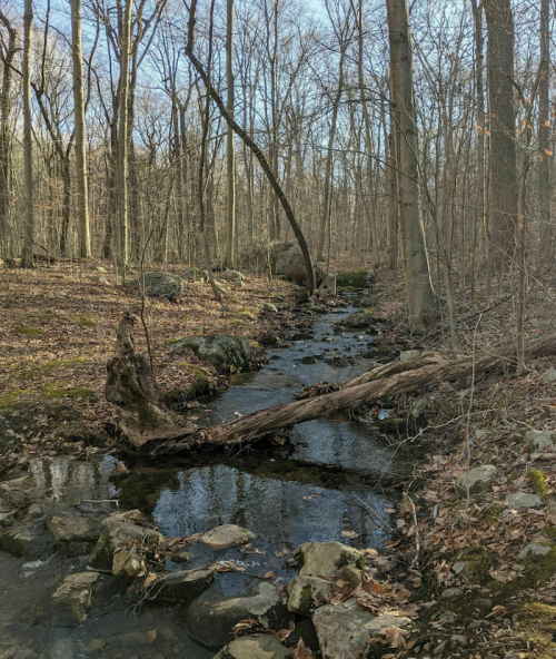 A serene forest scene featuring a small stream flowing over rocks, surrounded by bare trees and fallen leaves.
