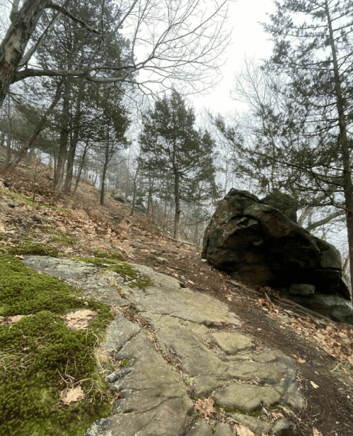 A rocky path leads through a foggy forest, with bare trees and moss-covered stones scattered along the ground.